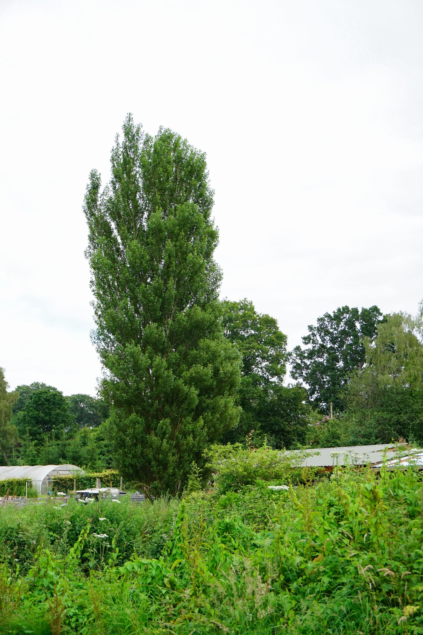 Wylds Farm: Its trees & the Petersfield By-pass